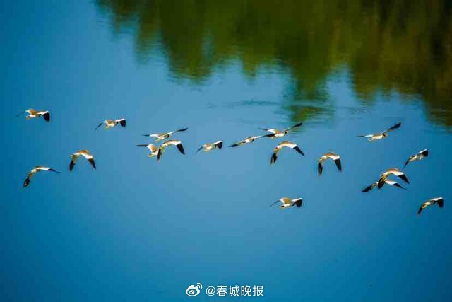 春城晚报