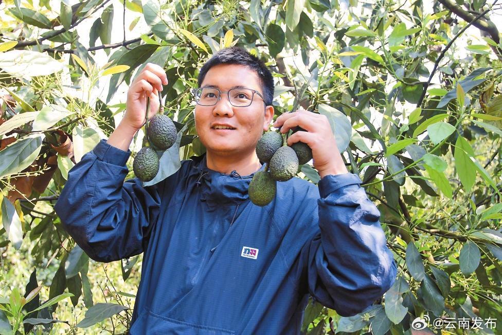 新农人大萌在普洱孟连牛油果地里乐开花
