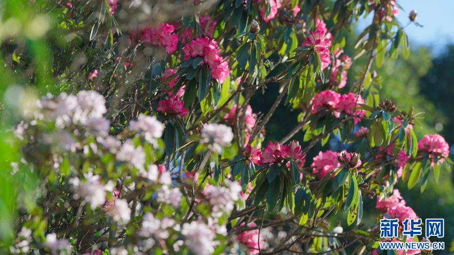 云南省文化和旅游厅