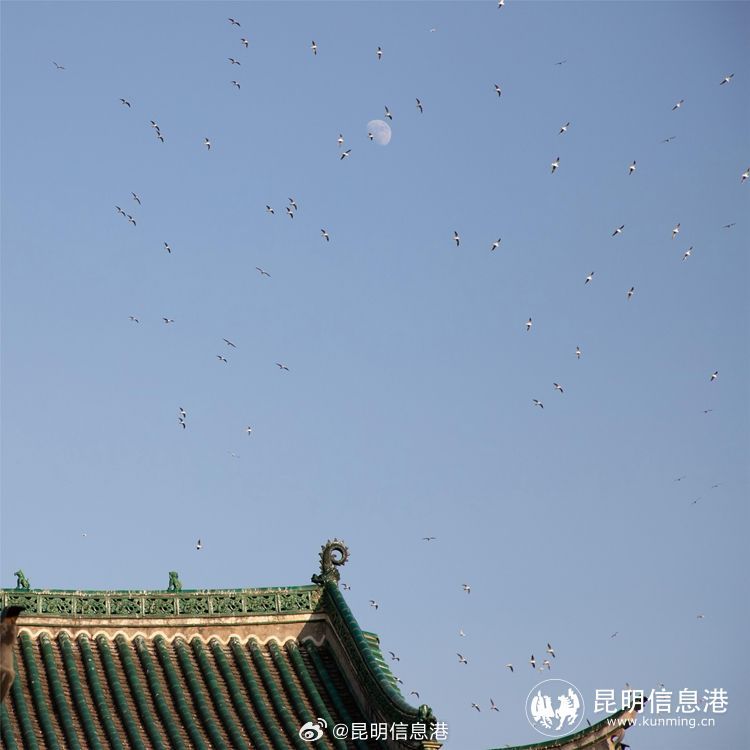 昆明信息港微博