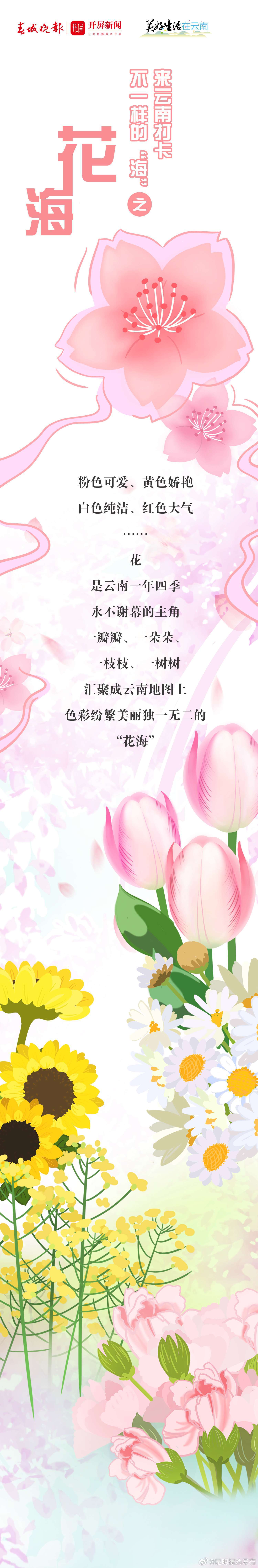 美好生活在云南｜来云南打卡不一样的“海”——花海