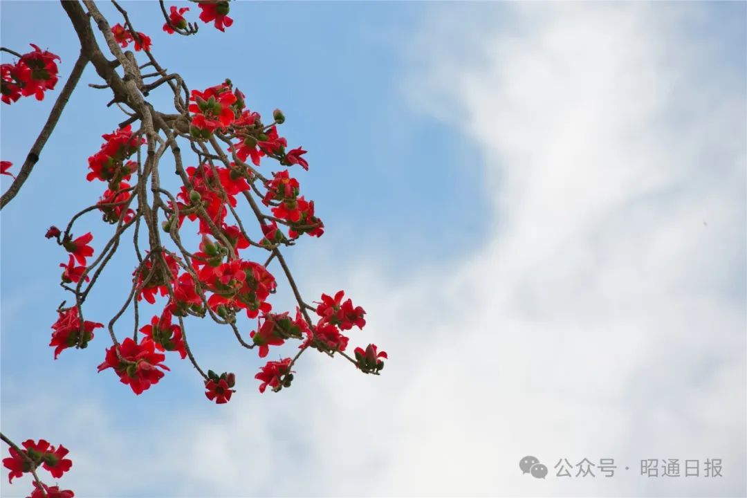 昭通日报