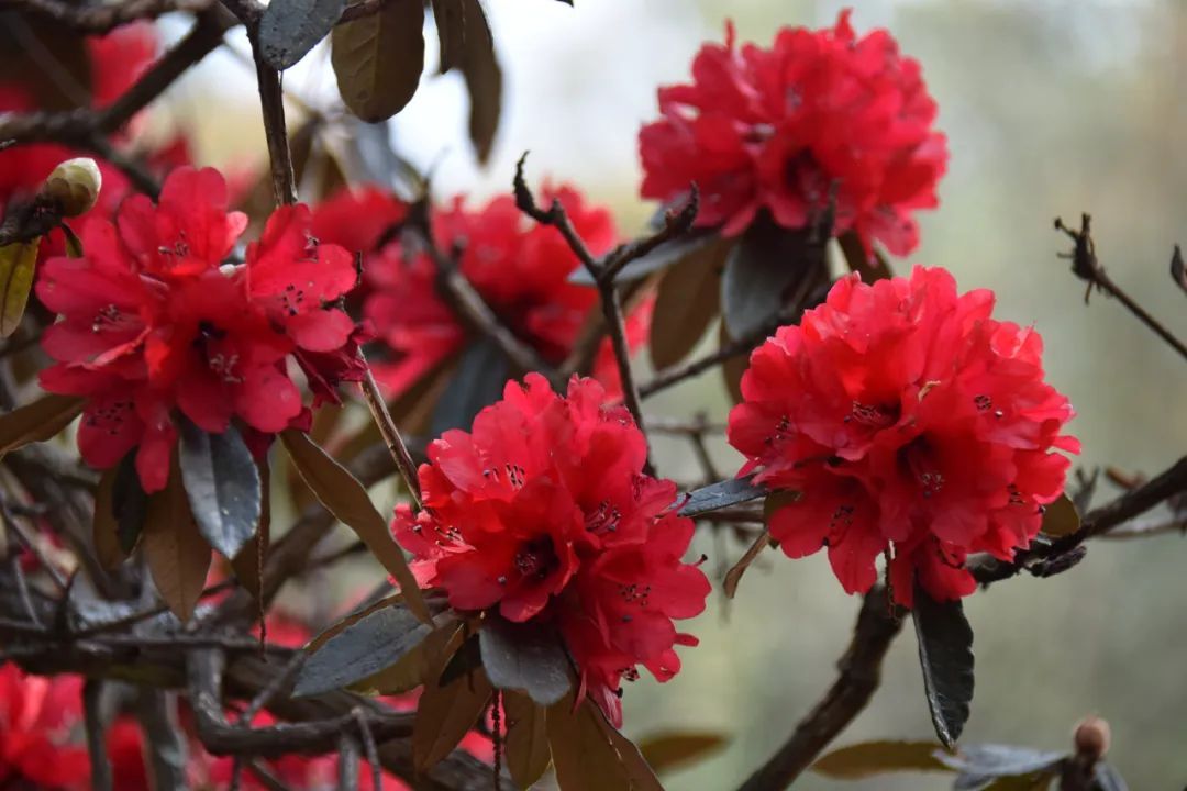 云南省文化和旅游厅