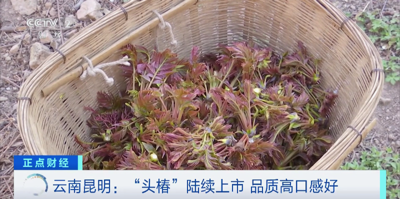 昆明信息港/cnkmxxg