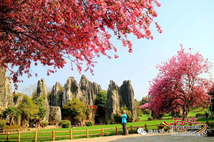 石林旅游网