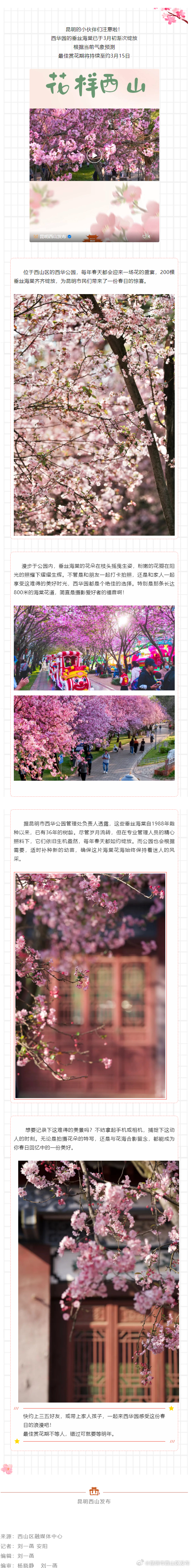 昆明西华园垂丝海棠盛放倒计时，最佳赏花期3月15前！