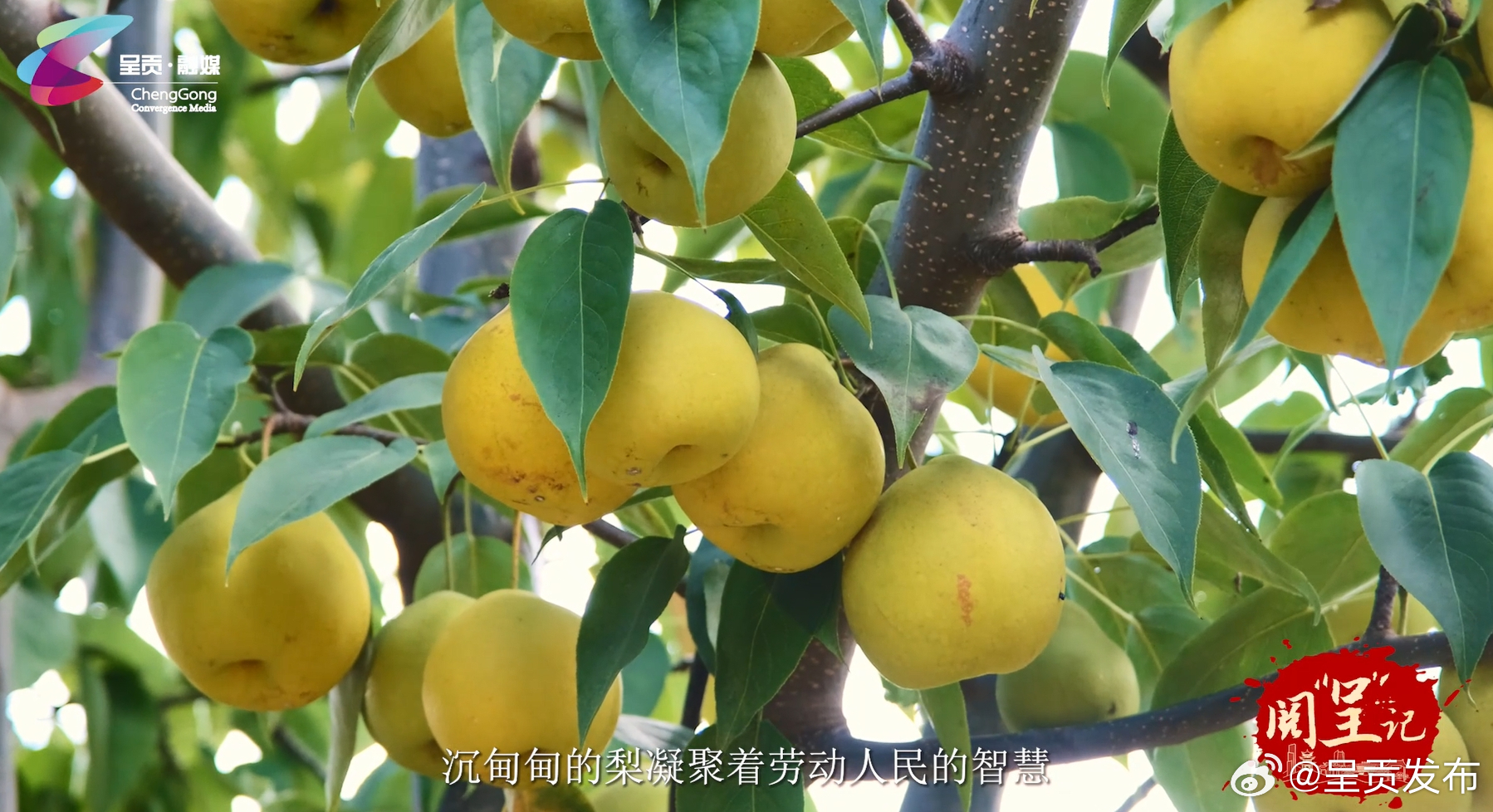 呈贡发布