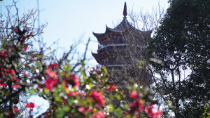 昆明市文化和旅游局