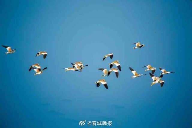 春城晚报