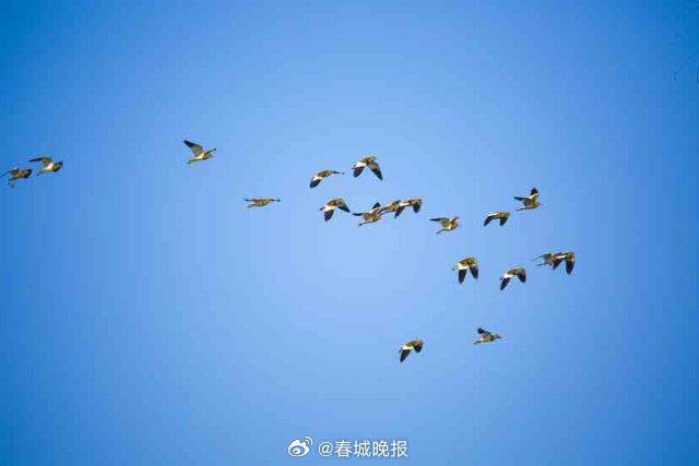 春城晚报