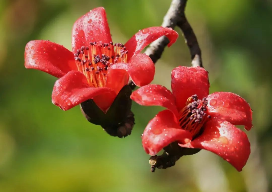 云南省文化和旅游厅