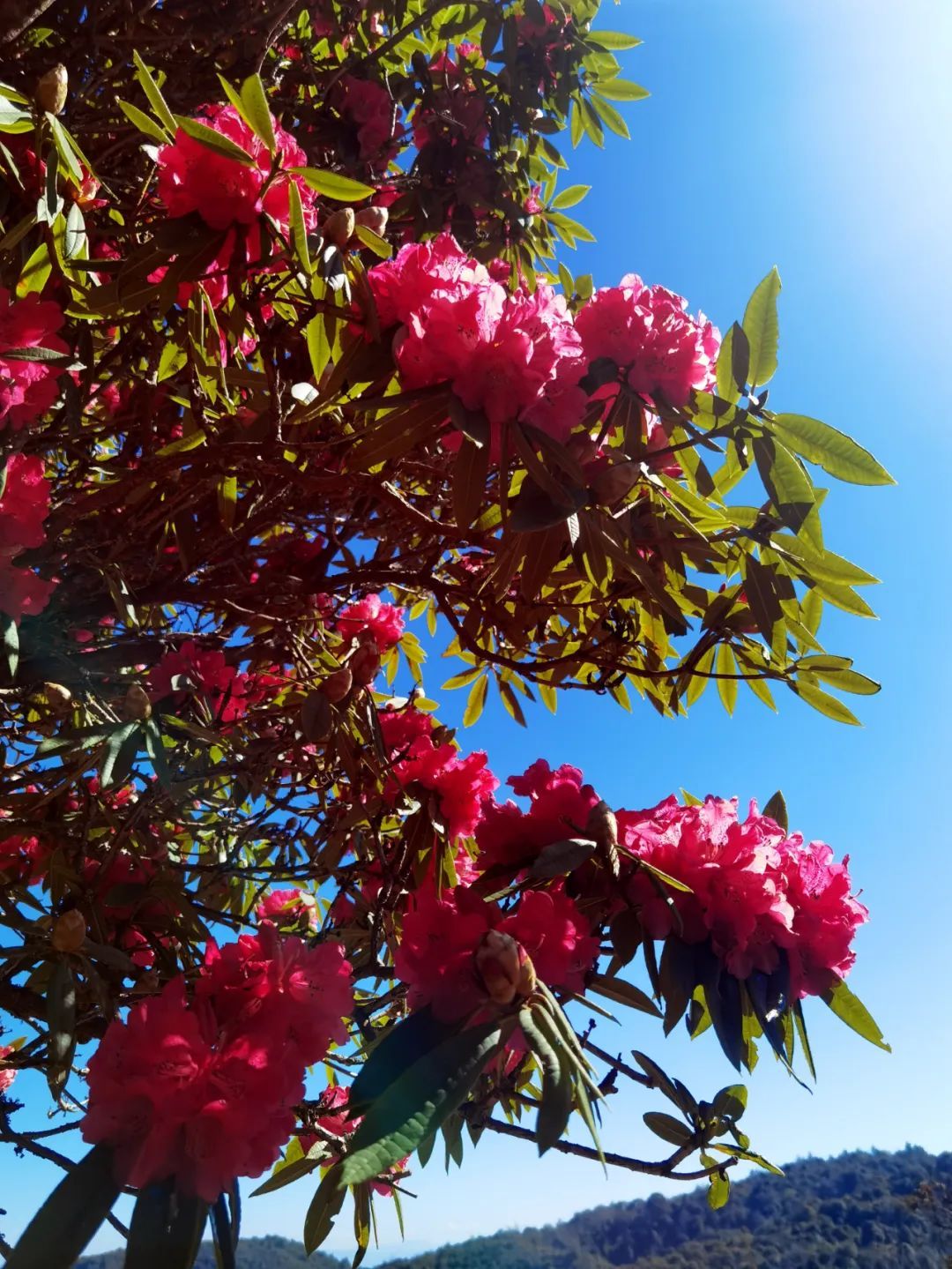 云南省文化和旅游厅