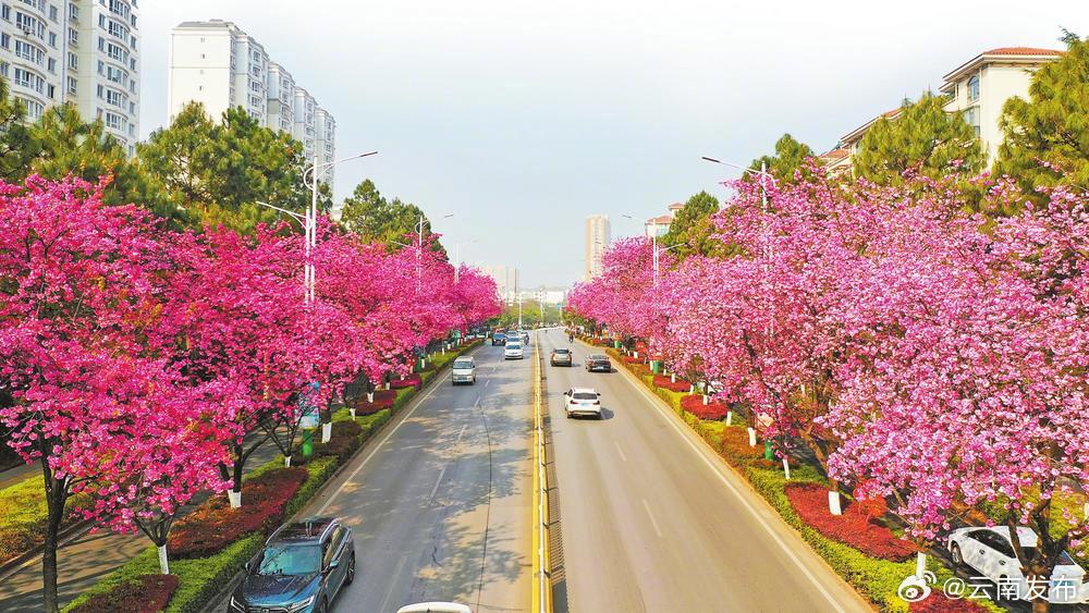 昆明安宁：一城春色半城花
