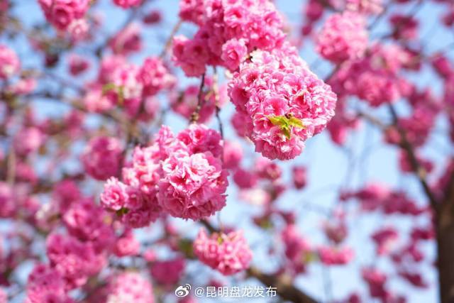 昆明盘龙发布