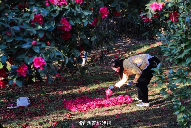 春城晚报