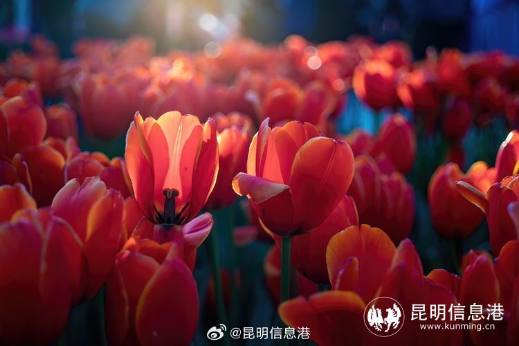 昆明信息港微博