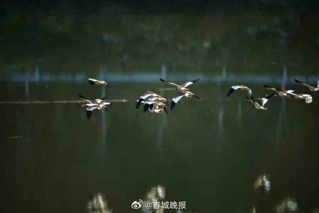 春城晚报