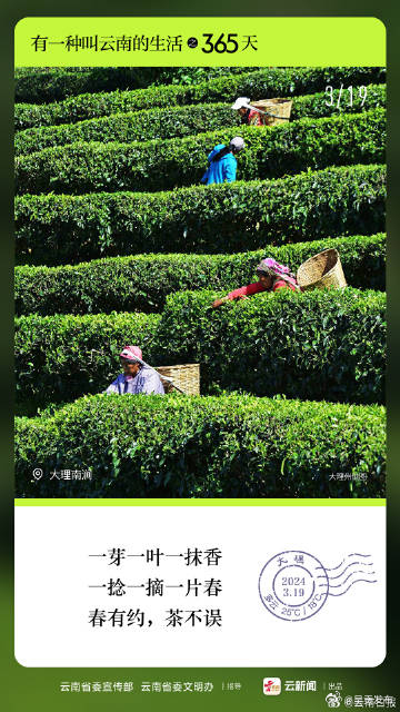 有一种叫云南的生活之365天丨3月19日 大理南涧 春有约 茶不误