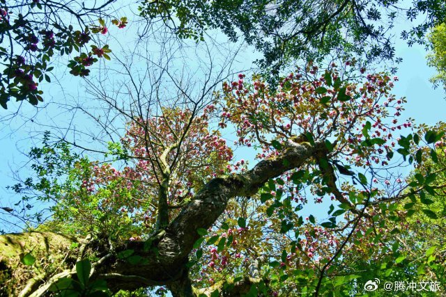 腾冲文旅
