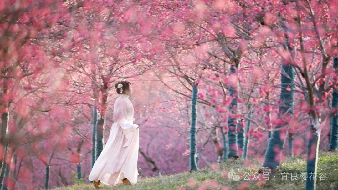 云南省文化和旅游厅