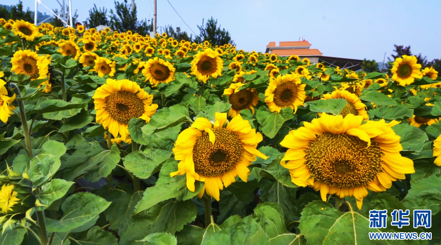 云南省文化和旅游厅