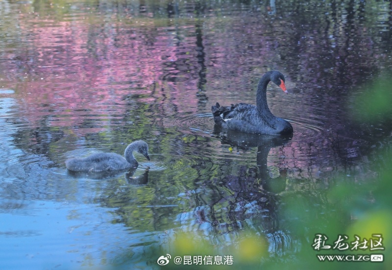 昆明信息港微博