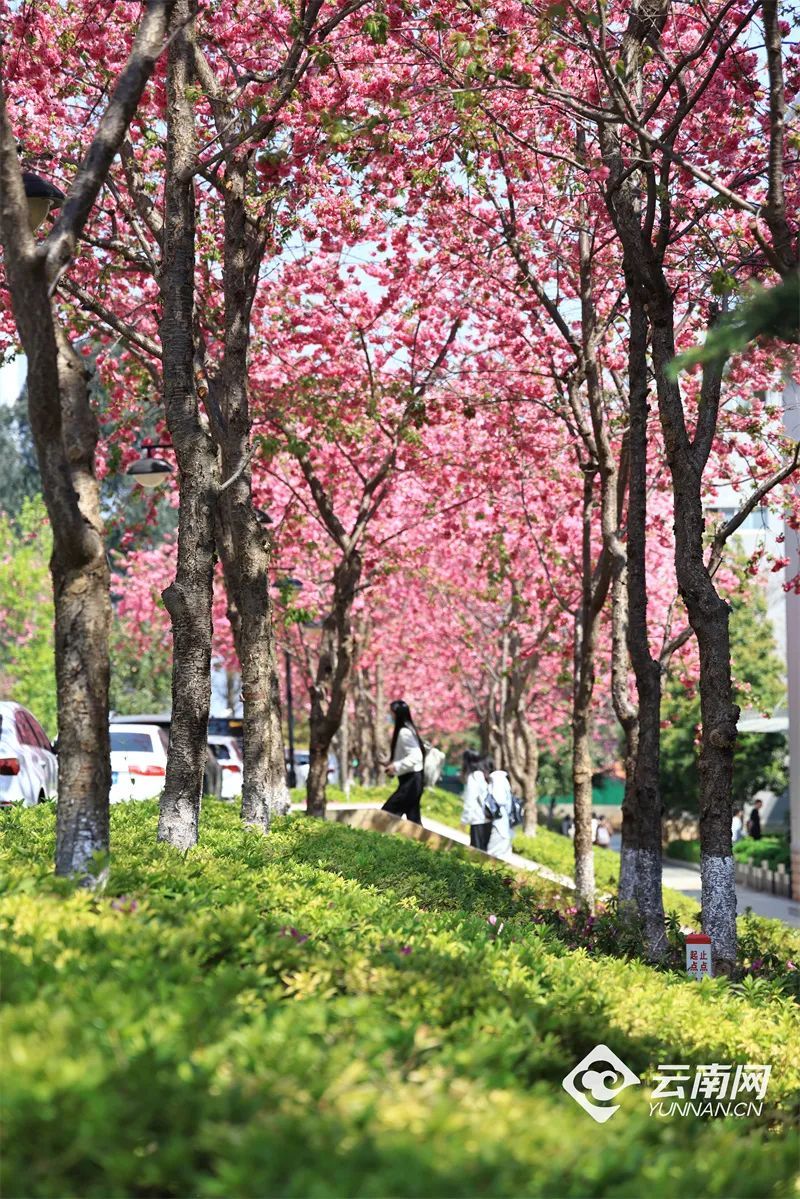 云南省文化和旅游厅