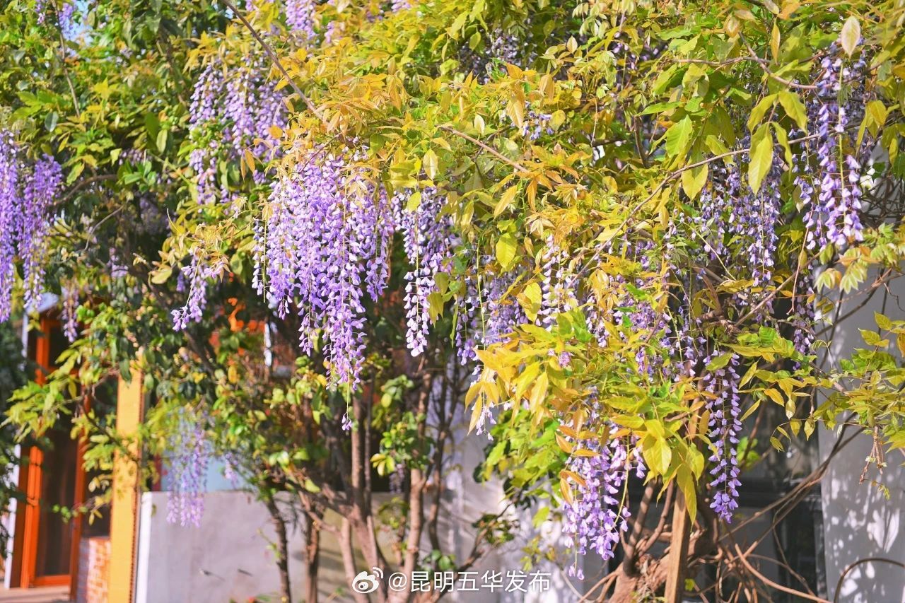 昆明五华发布