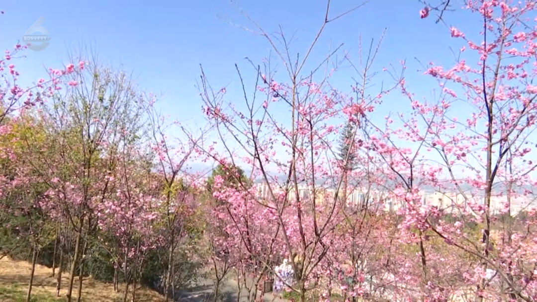 掌上春城微信