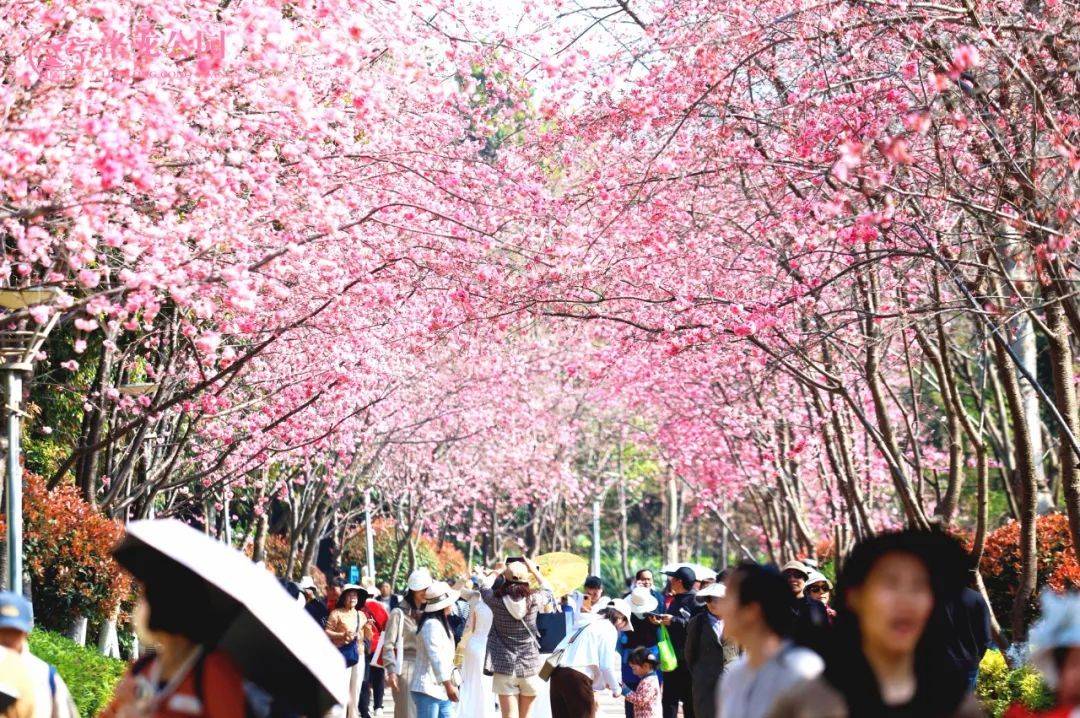 云南省文化和旅游厅