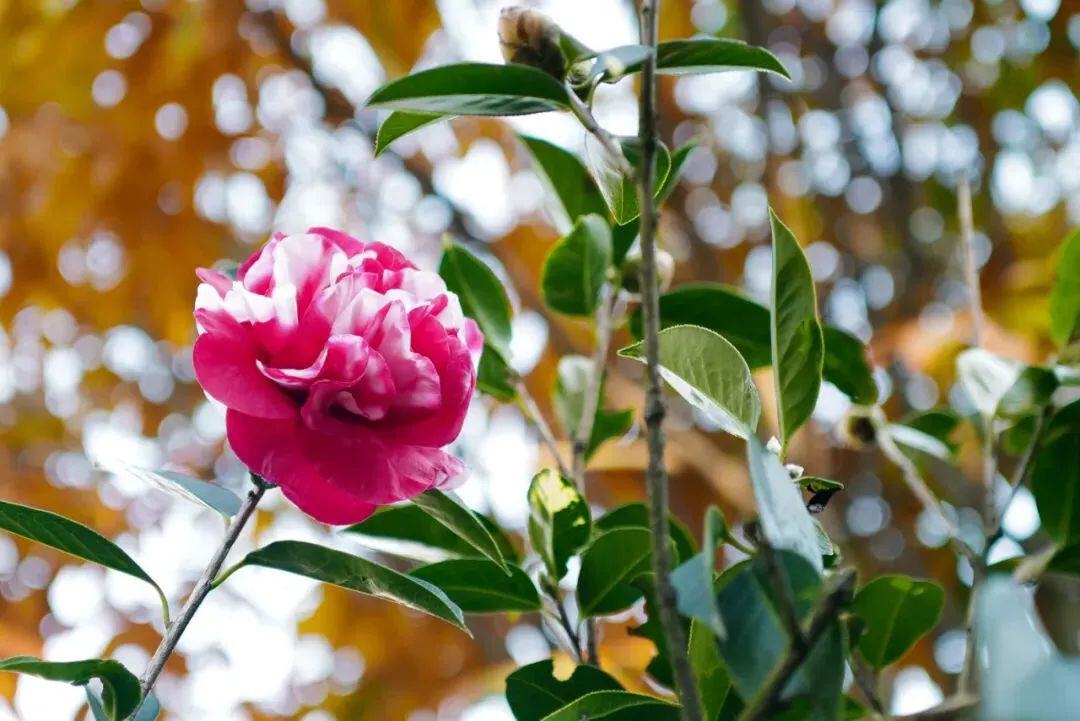 云南省文化和旅游厅