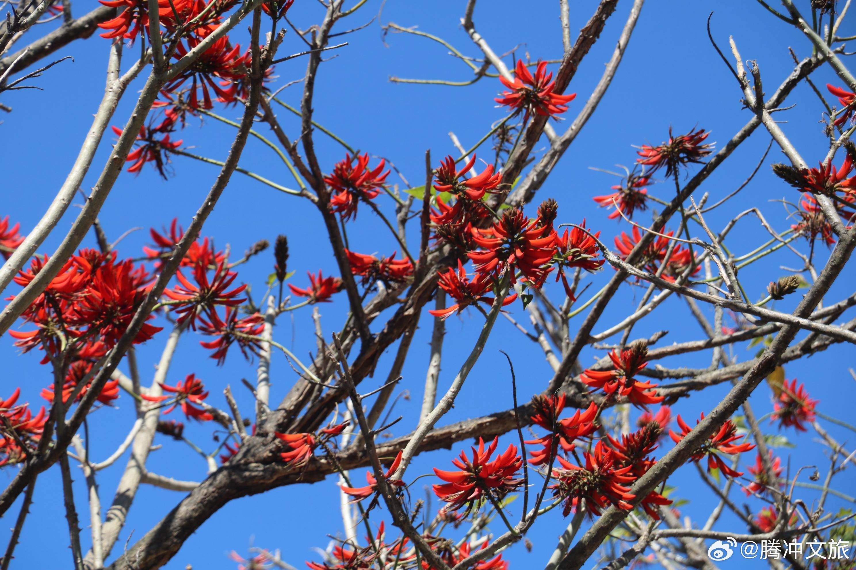 腾冲文旅