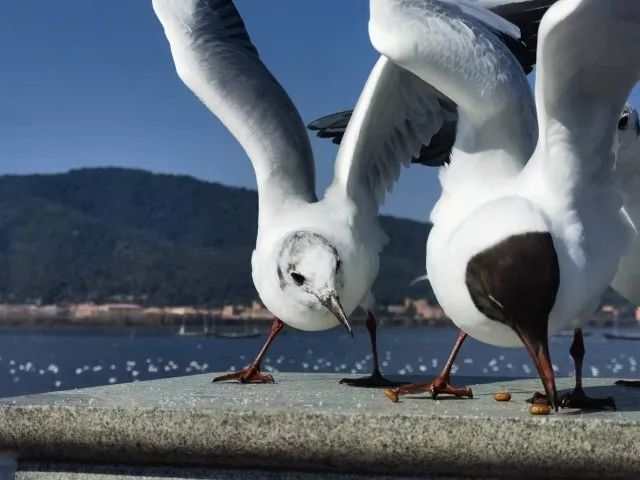 掌上春城微信