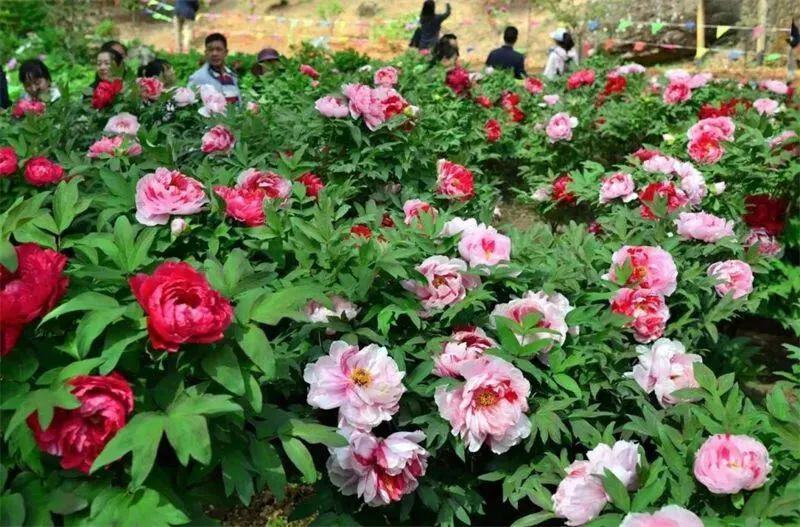 云南省文化和旅游厅