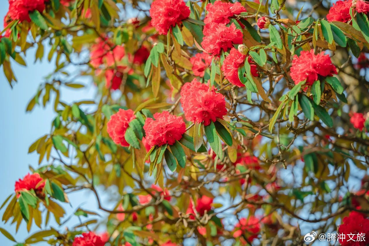 腾冲文旅