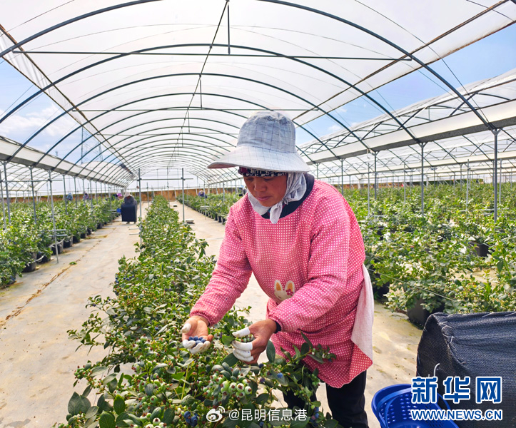 昆明信息港微博