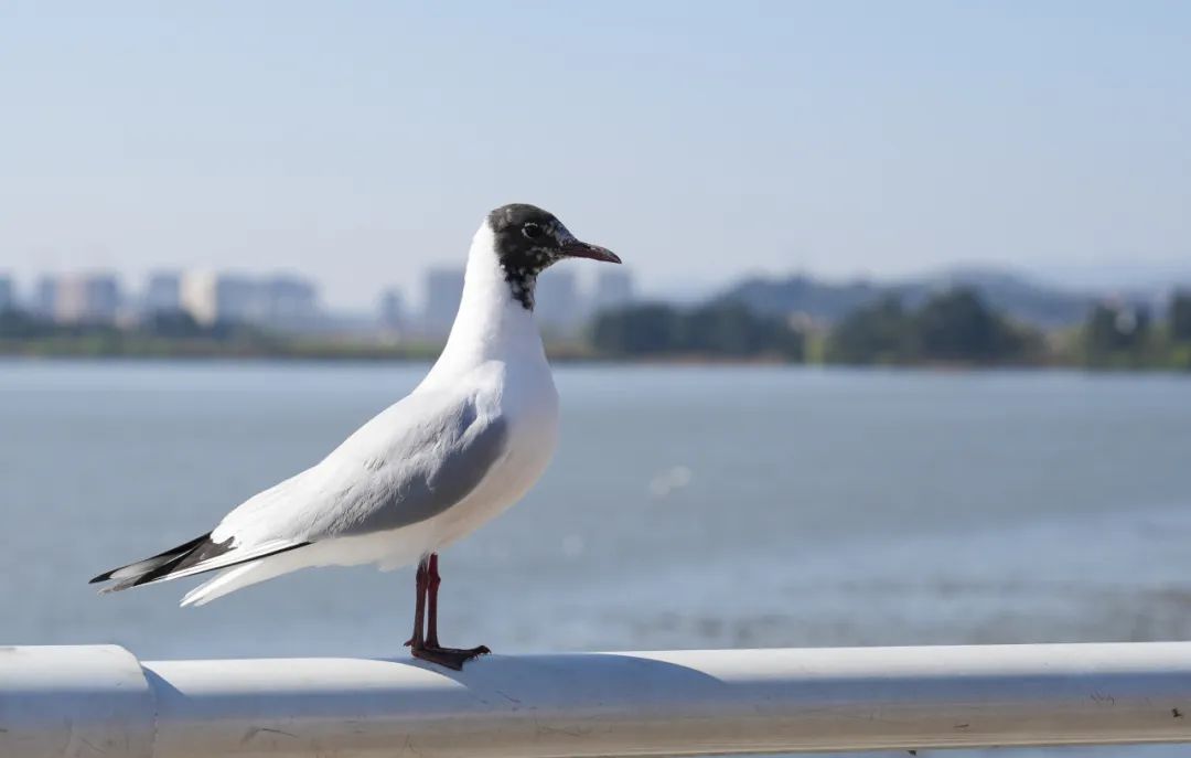 晋宁诗意的栖居地