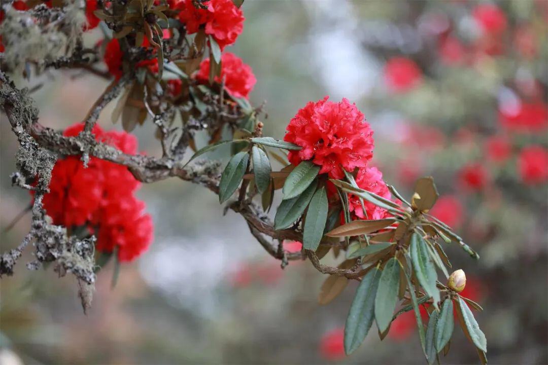 云南省文化和旅游厅