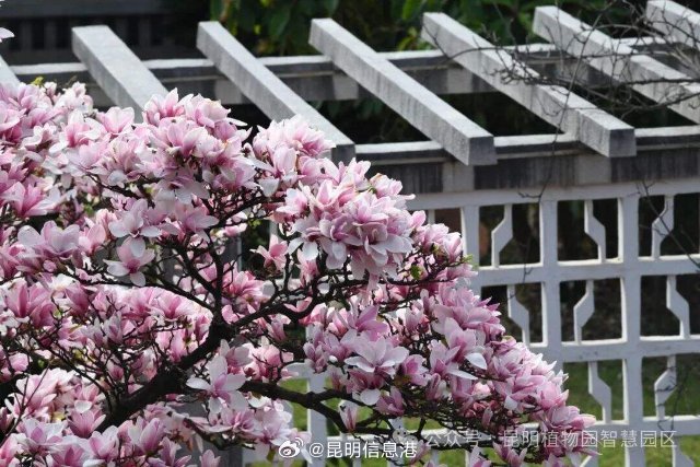 昆明信息港微博