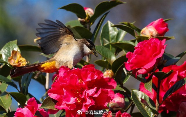 春城晚报