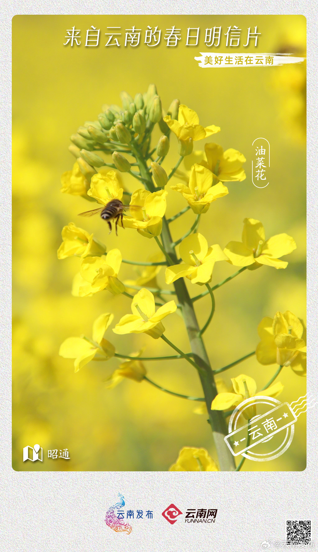 云南发布