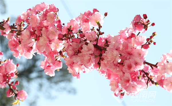 云南省文化和旅游厅