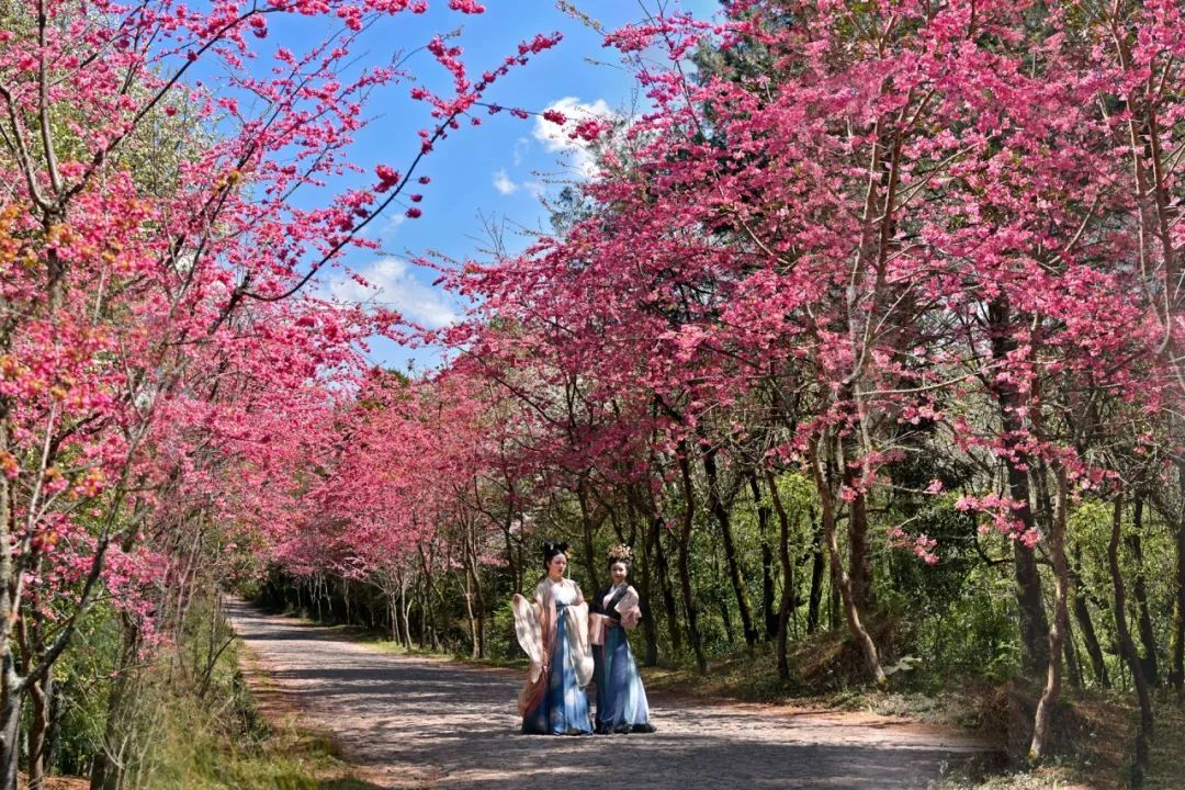 云南省文化和旅游厅