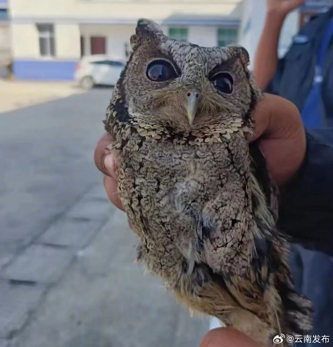 普洱澜沧救护一只国家二级保护动物领角鸮