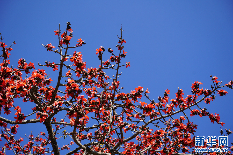 云南省文化和旅游厅