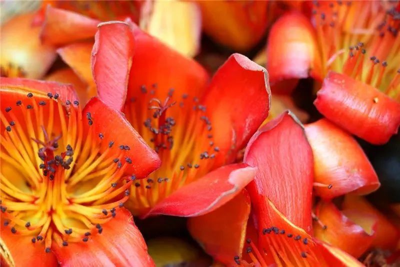 云南省文化和旅游厅