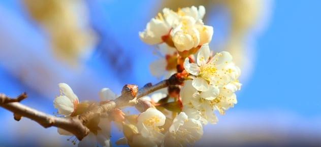 云南省文化和旅游厅