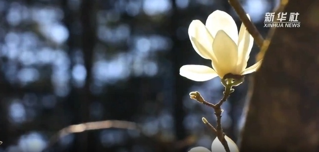 云南省文化和旅游厅