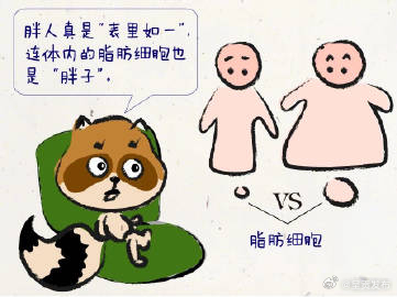 胖人的脂肪细胞都是胖的