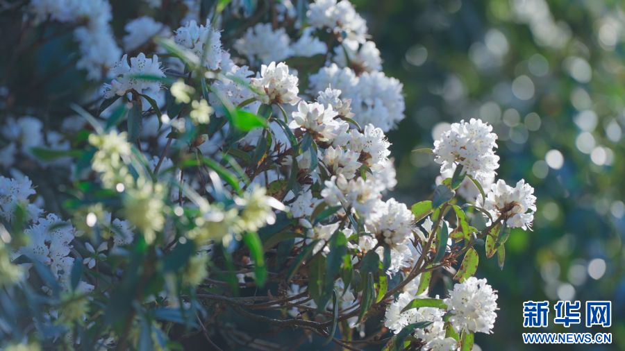 云南省文化和旅游厅